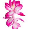 Lotus Wei Holiday Cactus Flower Elixir Bluetenessenz ml