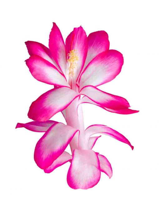 Lotus Wei Holiday Cactus Flower Elixir Flower Essence ml