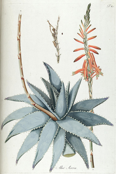 ALOE-BOTANICAL