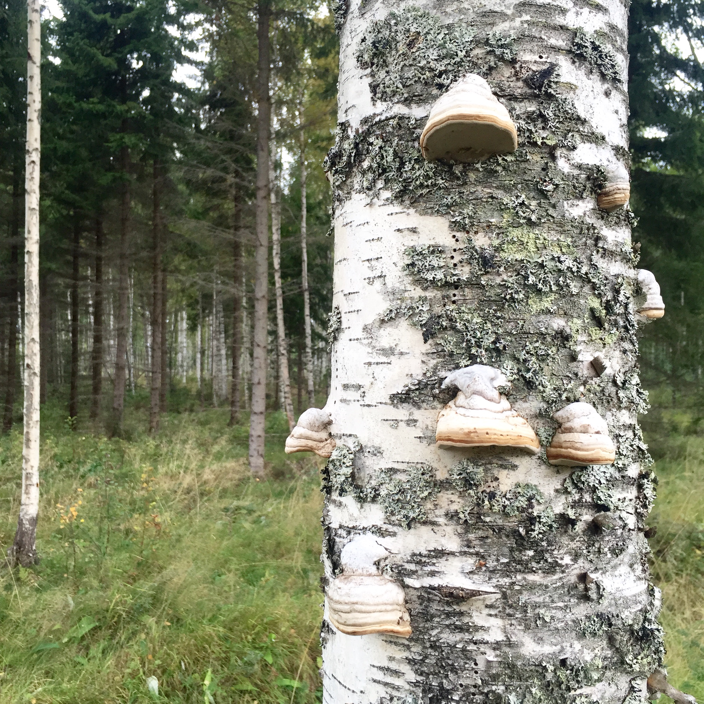 birchtree