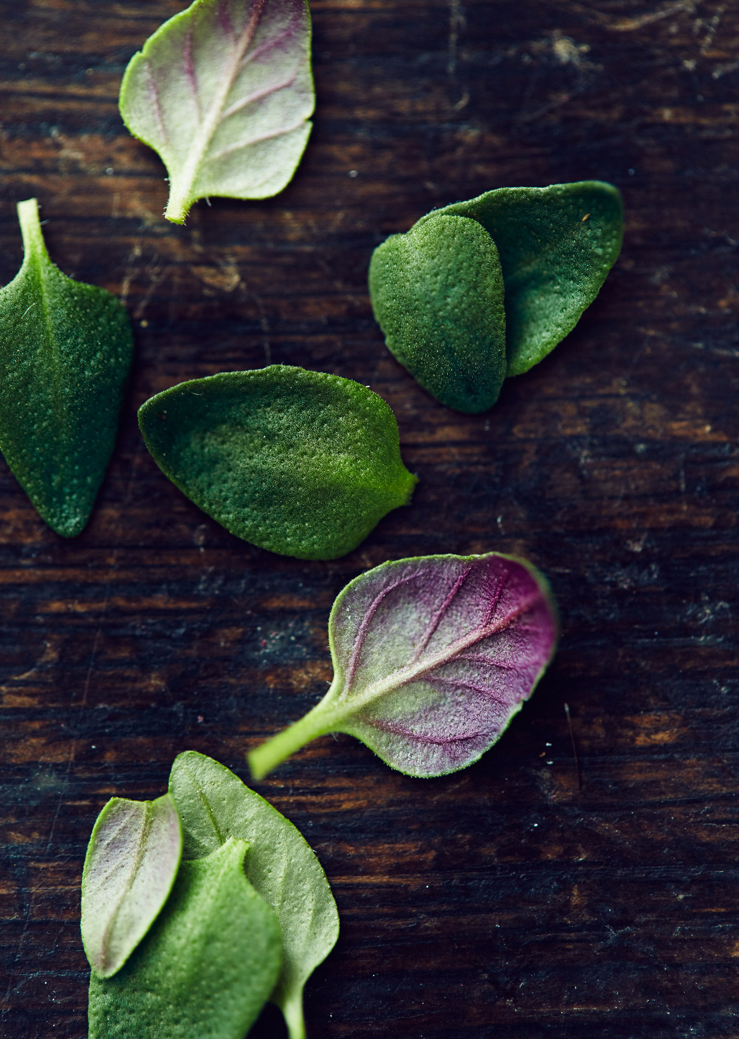 Thyme-leaf_2048x2048